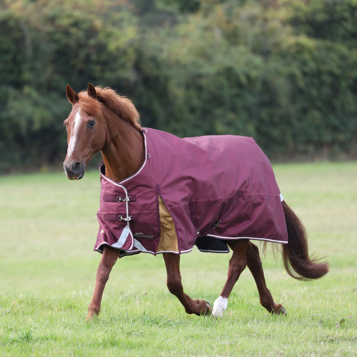 Horse running with blanket in field