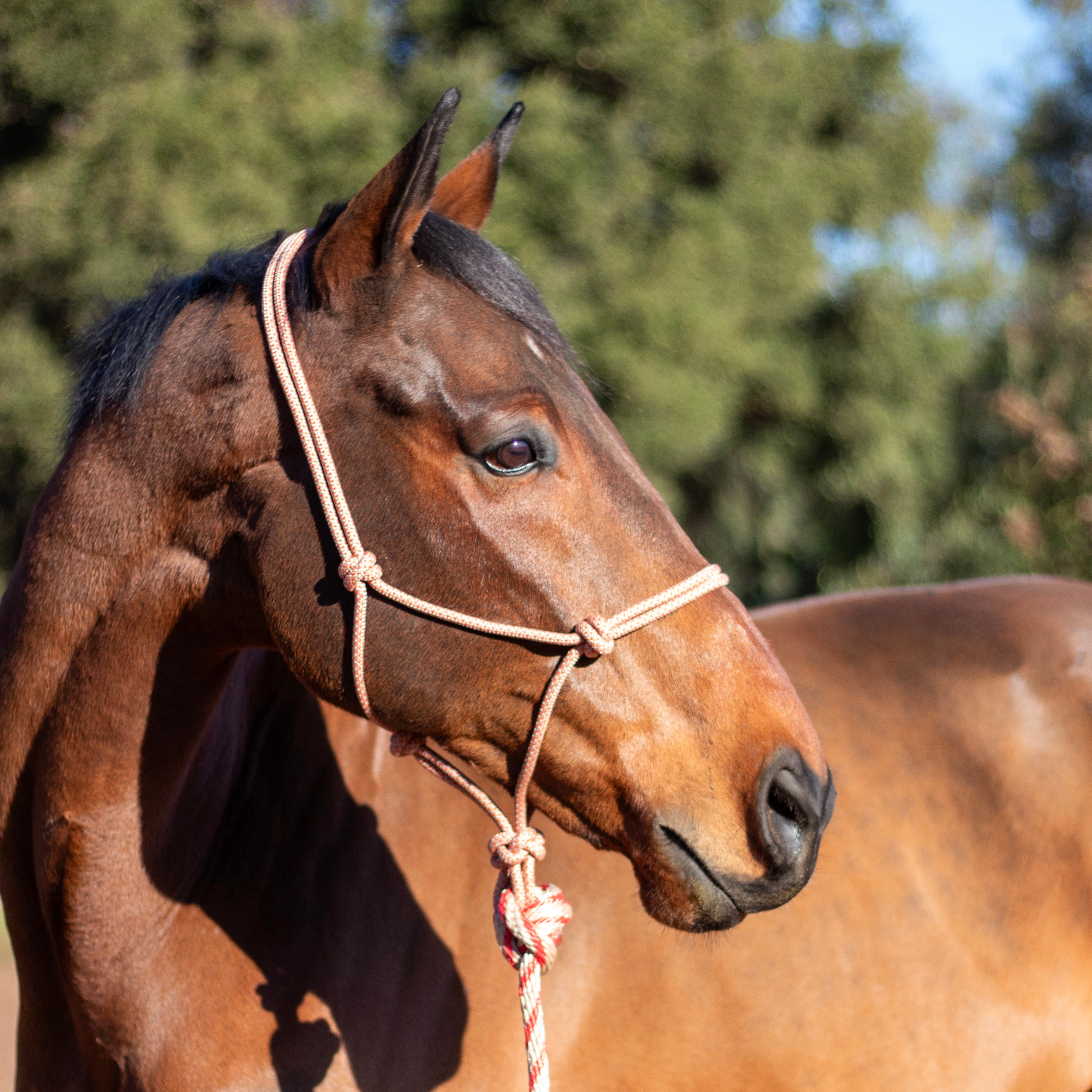 ARMA Rope Halter & Lead Set
