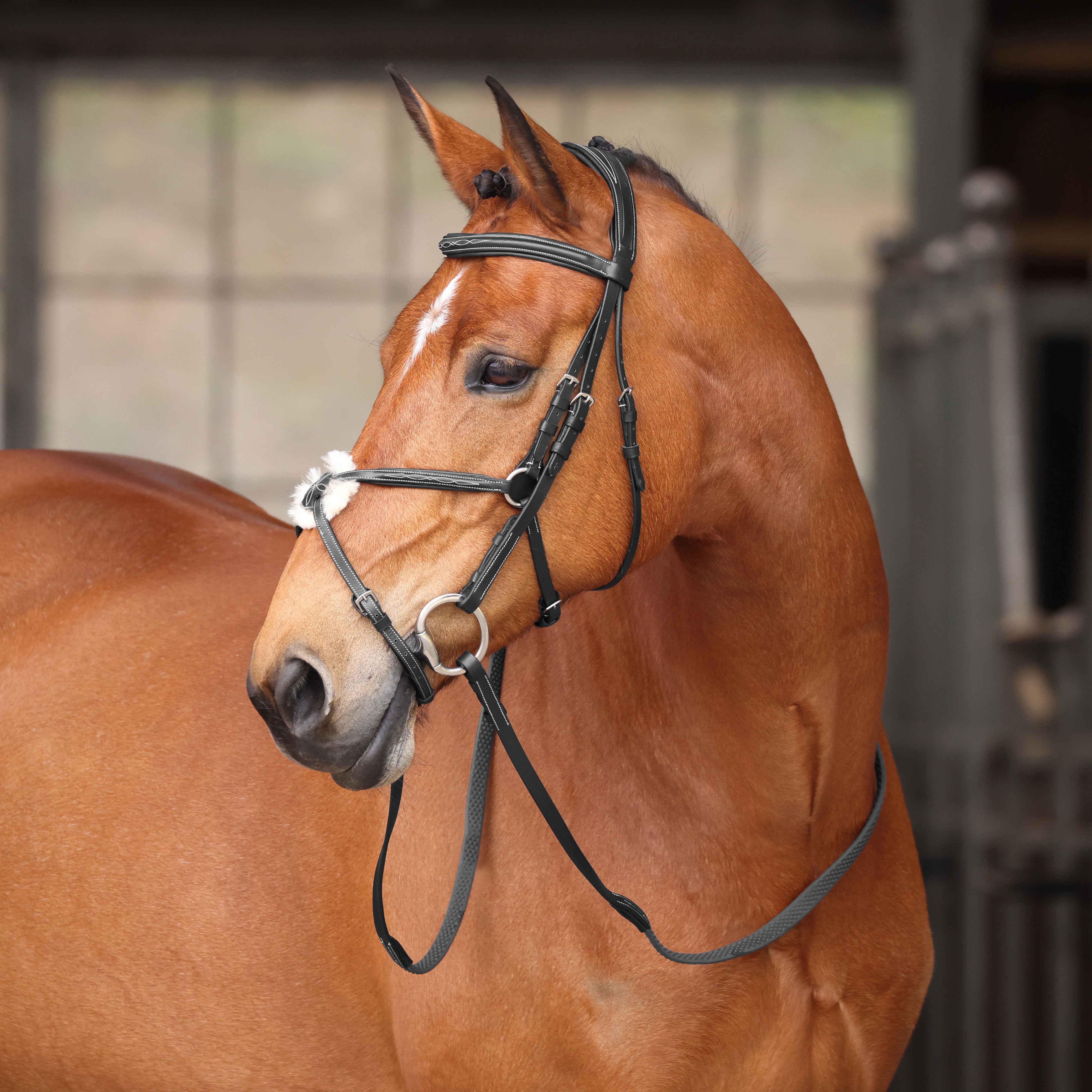 Avignon Woodside Bridle
