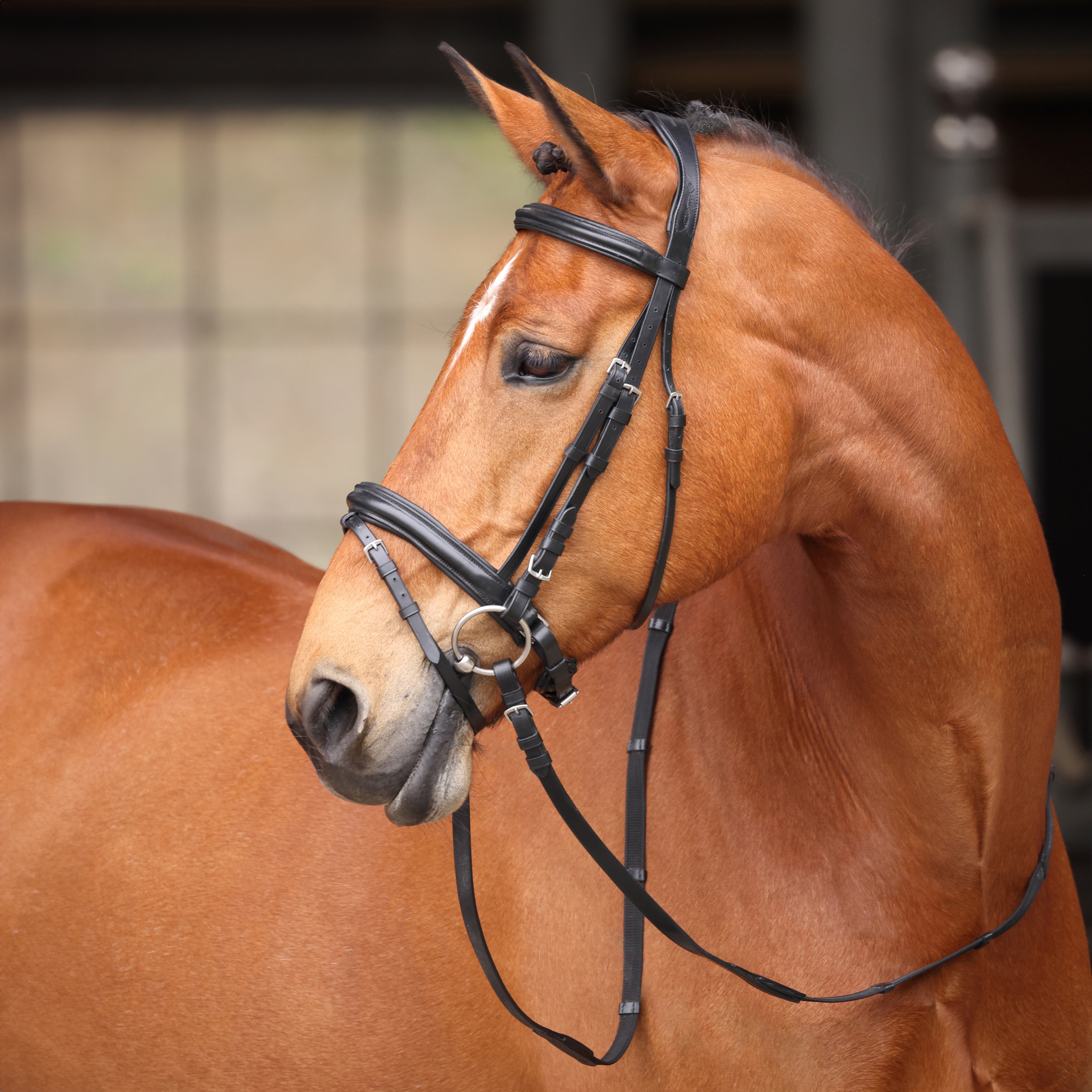 Avignon Aspen Bridle