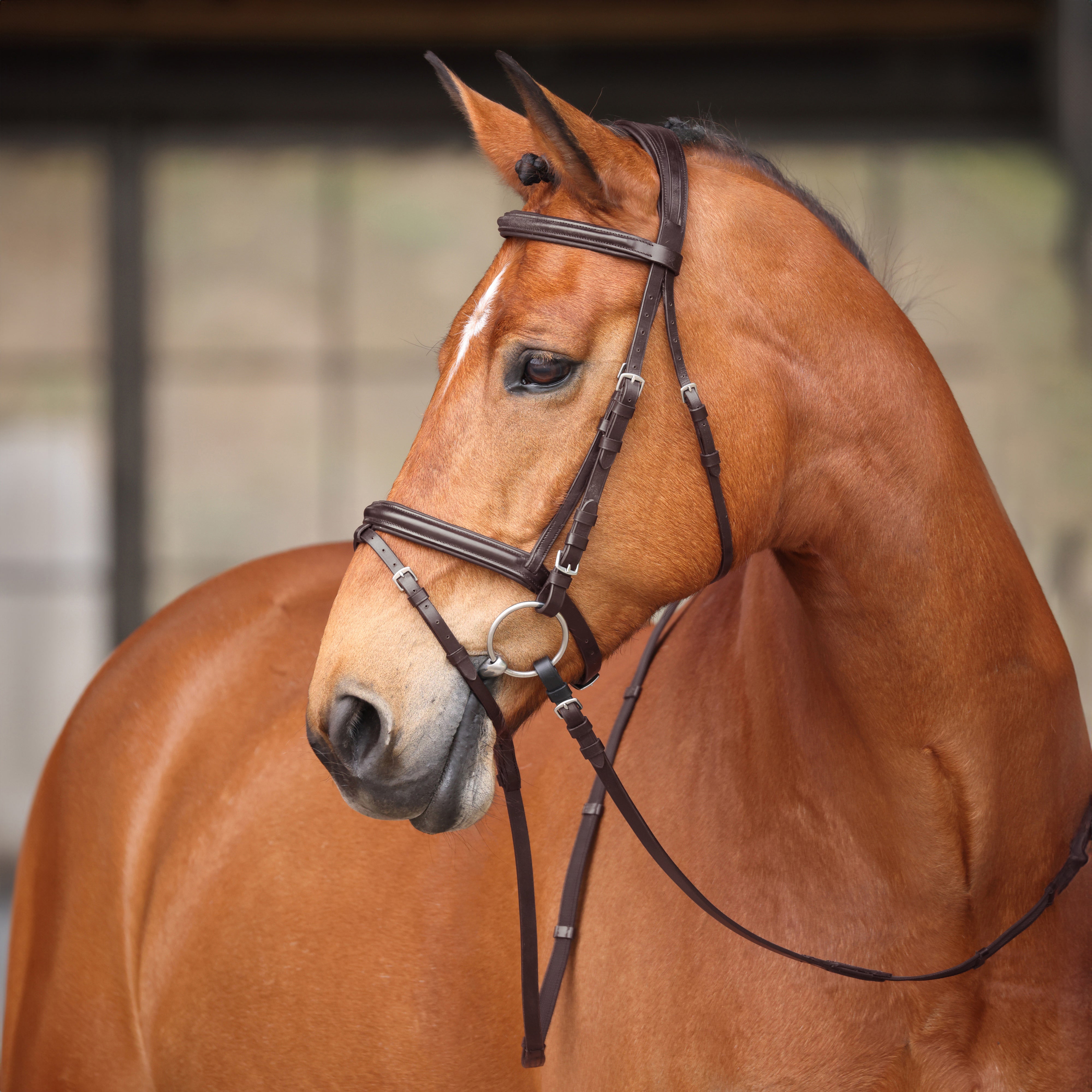 Avignon Louisville Bridle