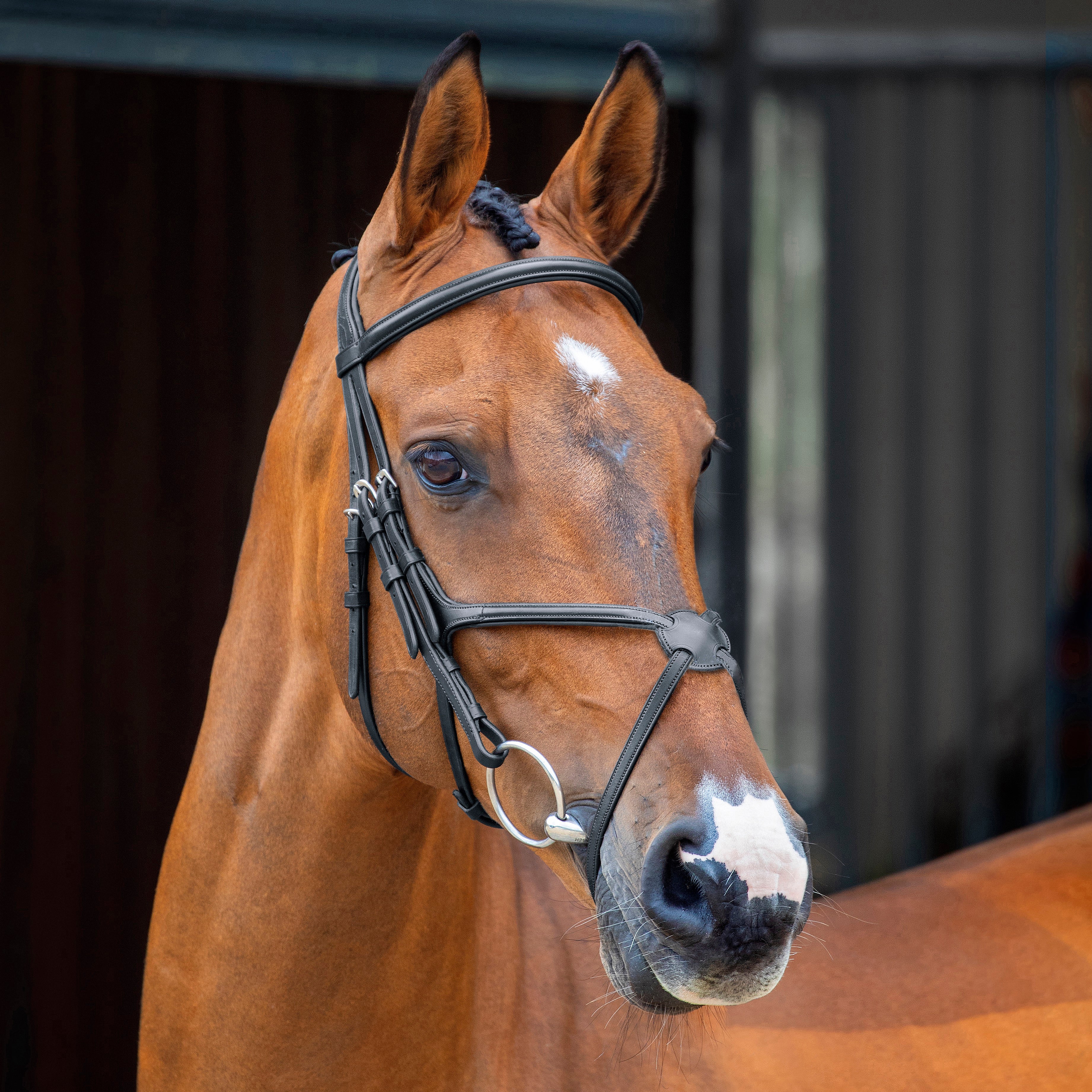 Lusso Grackle Bridle