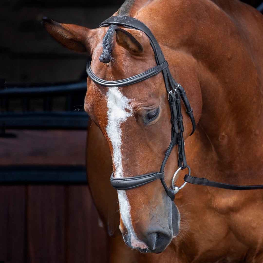 Velociti Rolled Padded Cavesson Bridle