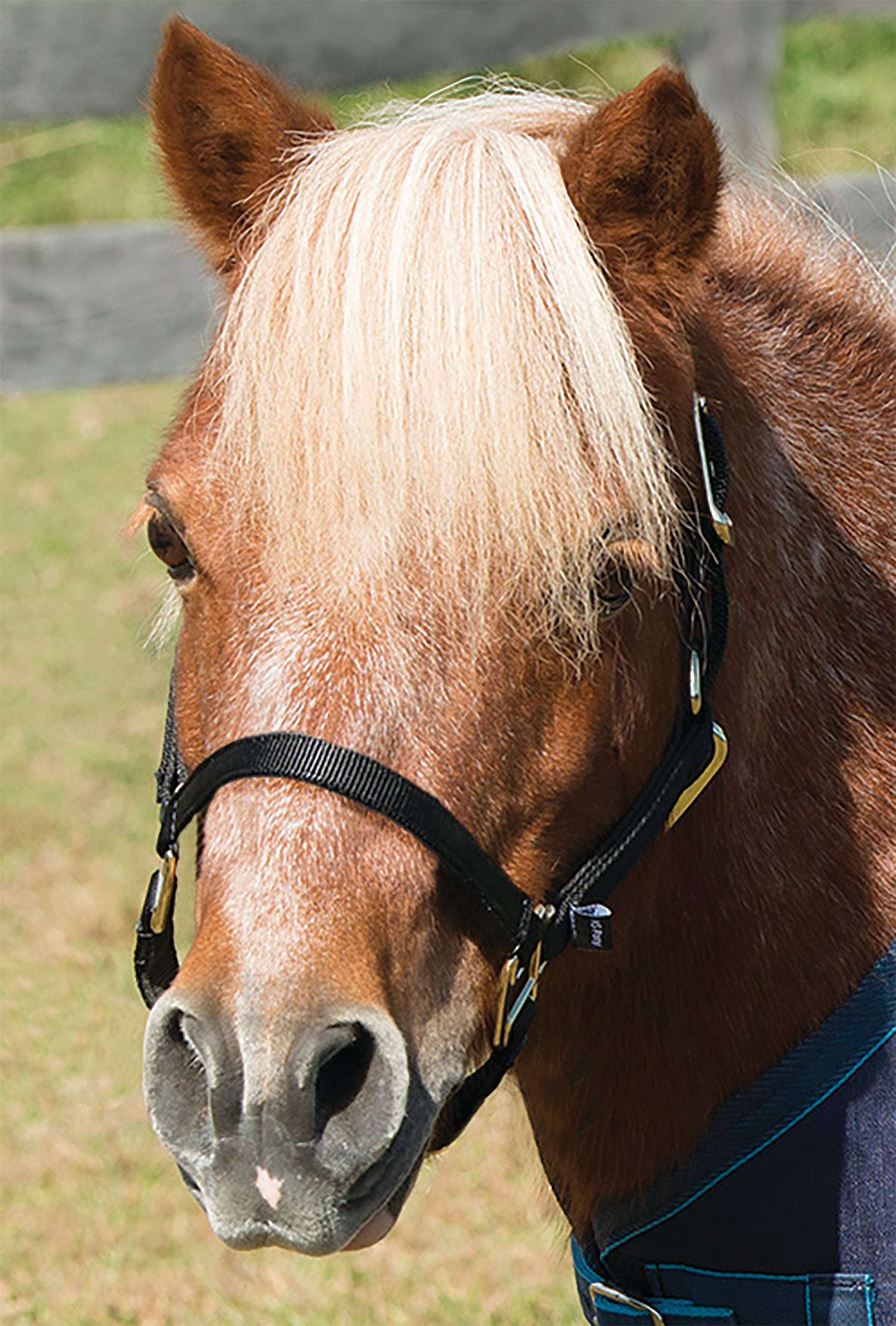 Mini Topaz Halter