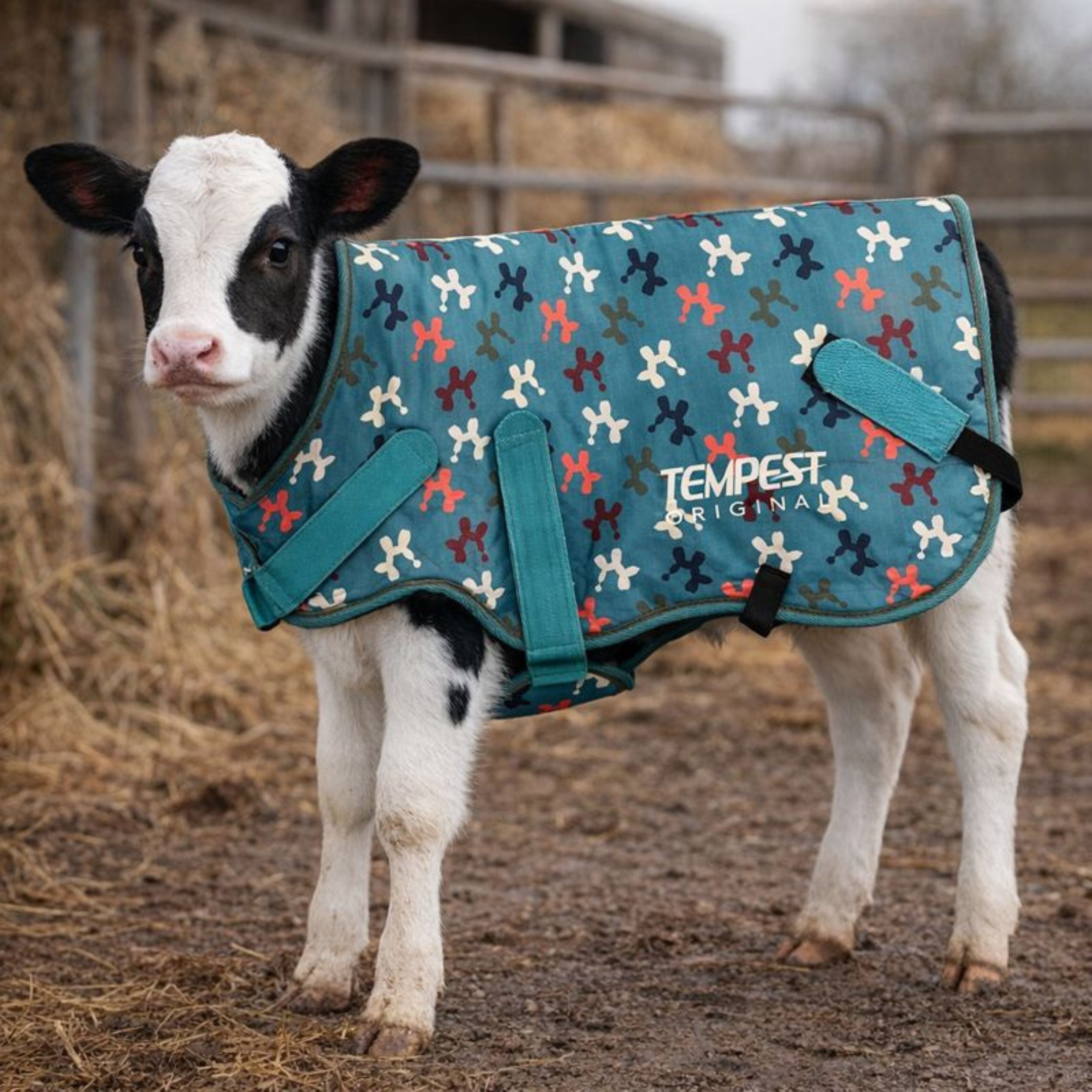 Tempest Original Calf Coat